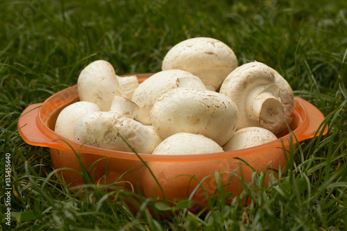 Fresh mushrooms in orange bowl