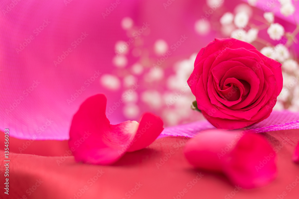 Closeup of red rose and petals, on pink background and copy-space. Closeup of red rose and petals, on pink background and copy-space.