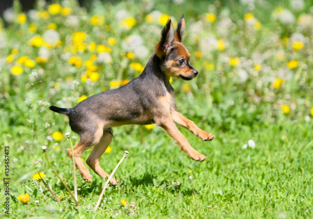 Little active puppy jumping in the green grass. Beautiful red-haired dog running in the street. Decorative summer cute animal in the meadow. Horizontal orientation. Russian Toy Little active puppy jumping in the green grass. Beautiful red-haired dog running in the street. Decorative summer cute animal in the meadow. Horizontal orientation. Russian Toy