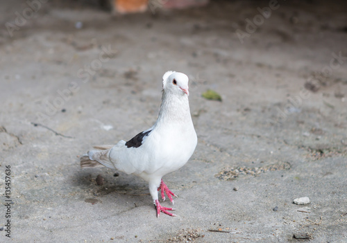 Wallpaper Mural White Pigeon Torontodigital.ca