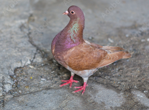 Wallpaper Mural Brown Pigeon Torontodigital.ca