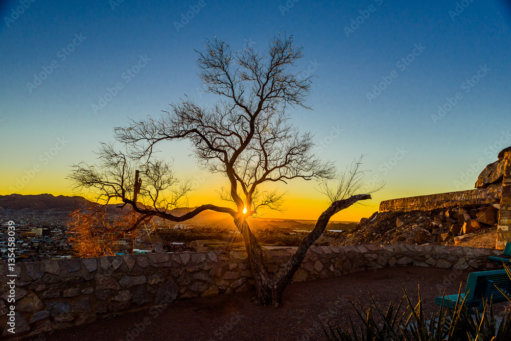 Sunset Mesquite