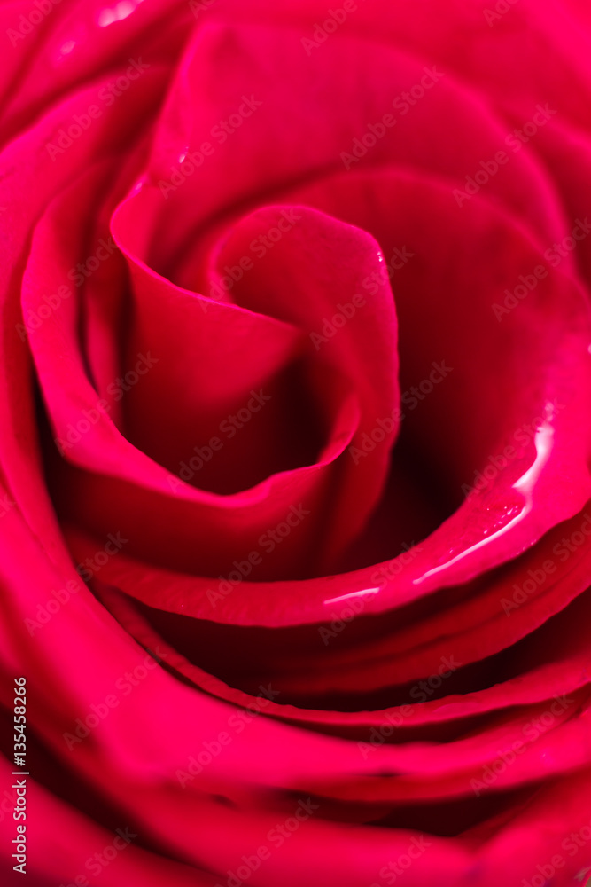 Closeup of wet red rose petals, abstract background. Closeup of wet red rose petals, abstract background.