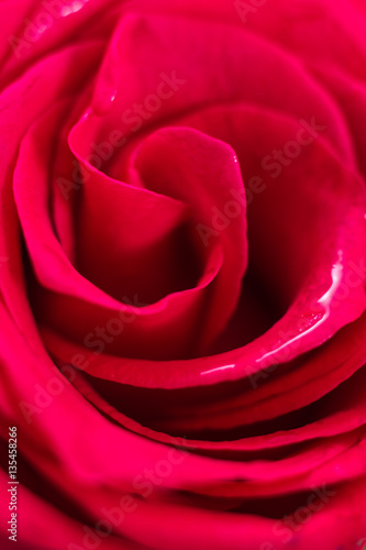 Closeup of wet red rose petals  abstract background.