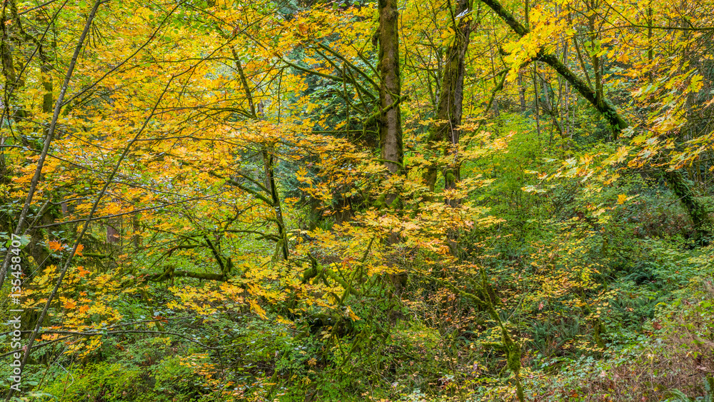 Tree trunks covered with moss in the autumn forest. The bright colors of autumn. Amazing fall. Tree trunks covered with moss in the autumn forest. The bright colors of autumn. Amazing fall.