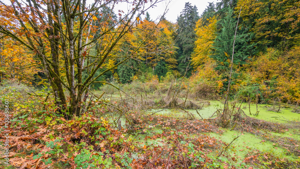 Swamp in the autumn forest. Tree trunks covered with moss. Amazing fall.