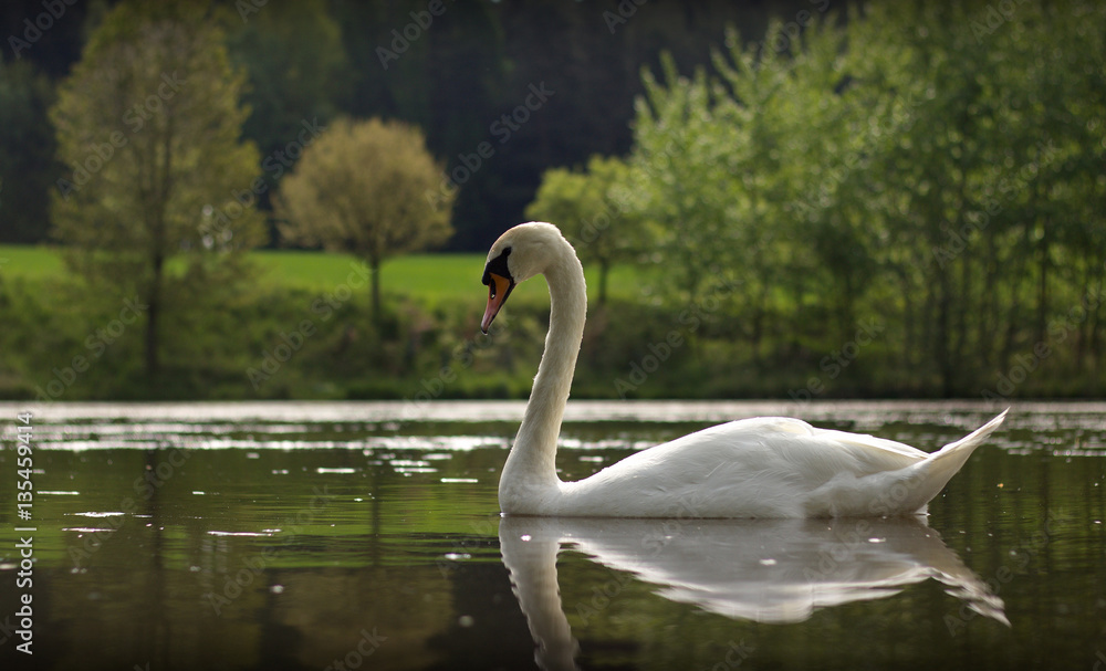 White swan is swimming on the lake. White swan is swimming on the lake.