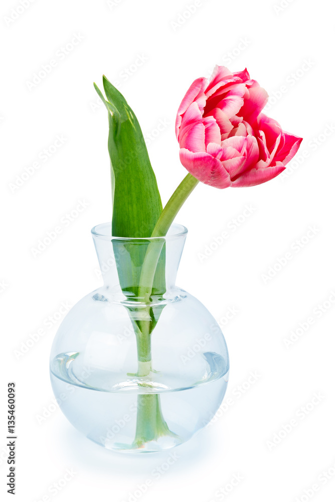 Red tulip in a glass vase isolated on white. Red tulip in a glass vase isolated on white.