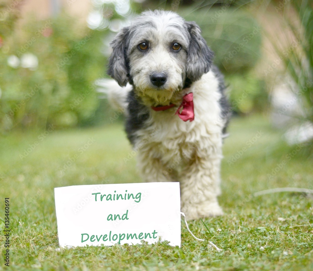 Fototapeta premium The cute black and white adopted dog and paper with text training and development