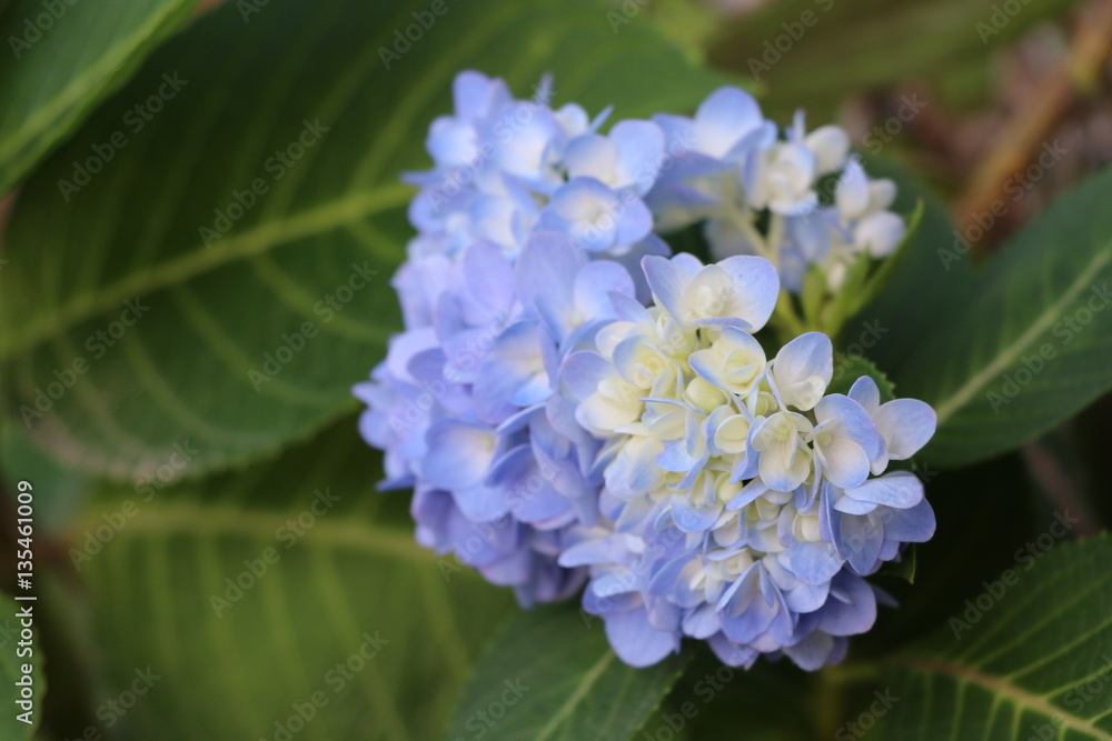 Hydrangea macrophylla beautiful color in the nature Hydrangea macrophylla beautiful color in the nature