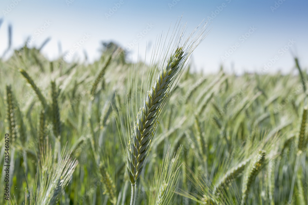 Obraz premium wheat