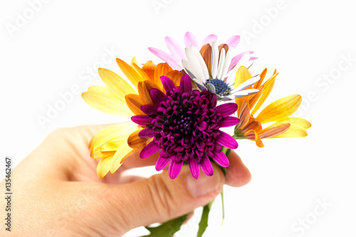 osteospermum on a white background