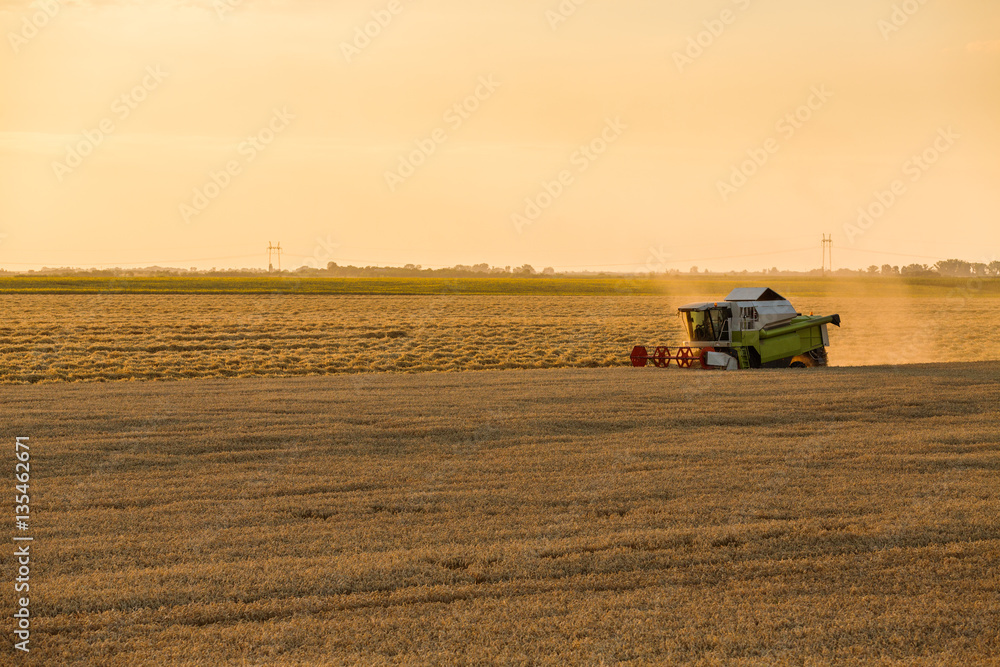 Obraz premium Combine harvester in action on wheat field