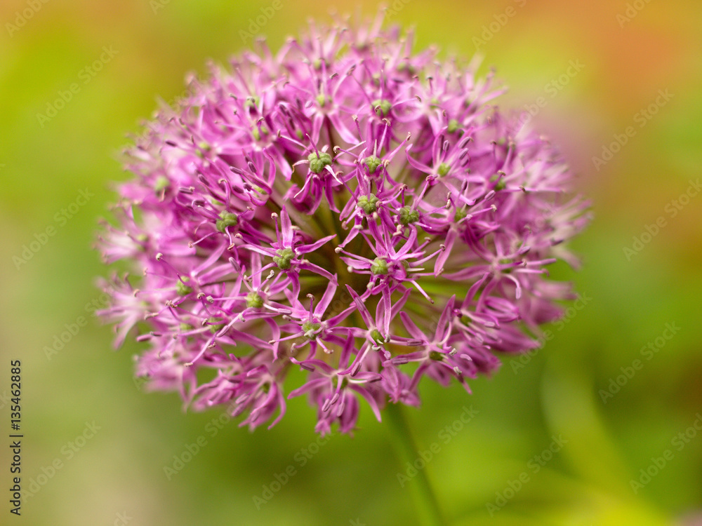 ornamental garlic on a white background ornamental garlic on a white background