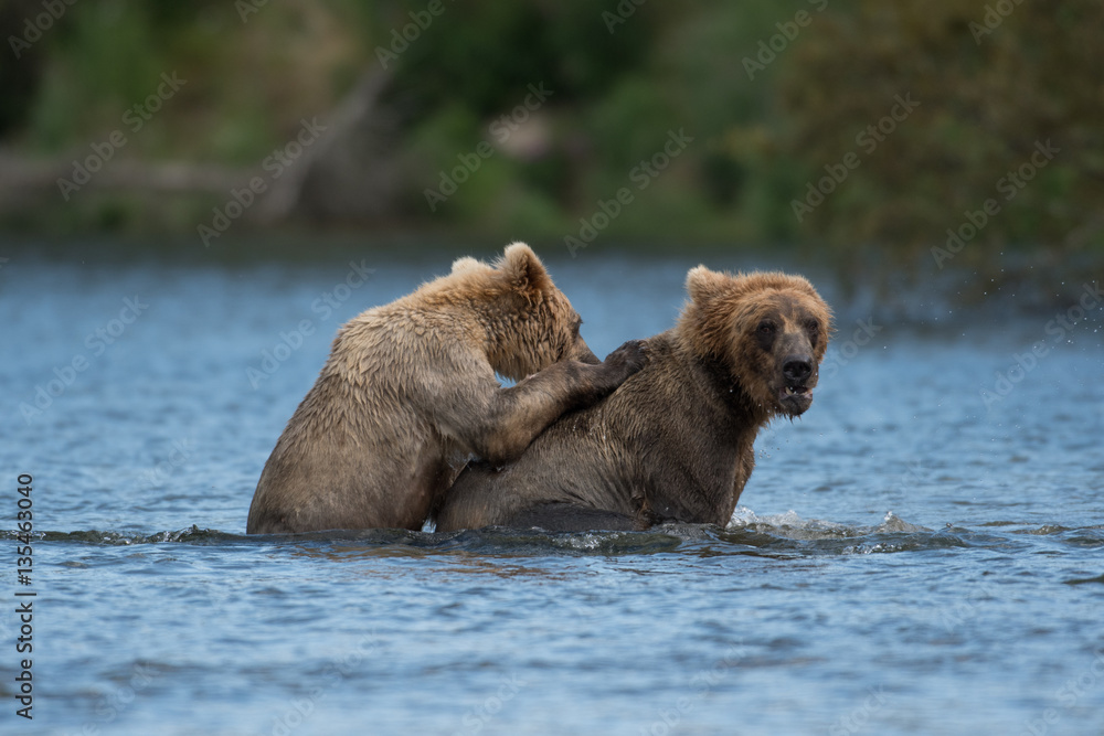 Obraz premium Two Alaskan brown bears playing