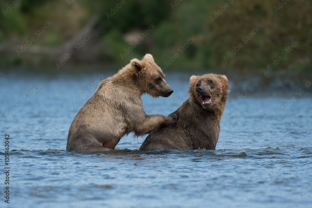 Fototapeta premium Two Alaskan brown bears playing