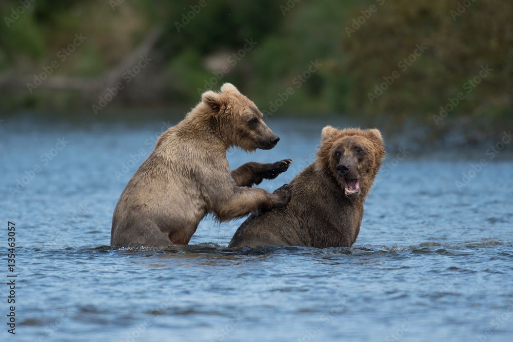 Obraz premium Two Alaskan brown bears playing