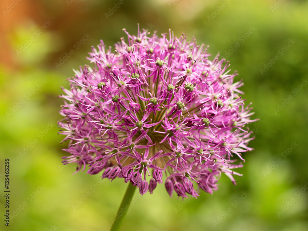 ornamental garlic blooming in the garden ornamental garlic blooming in the garden