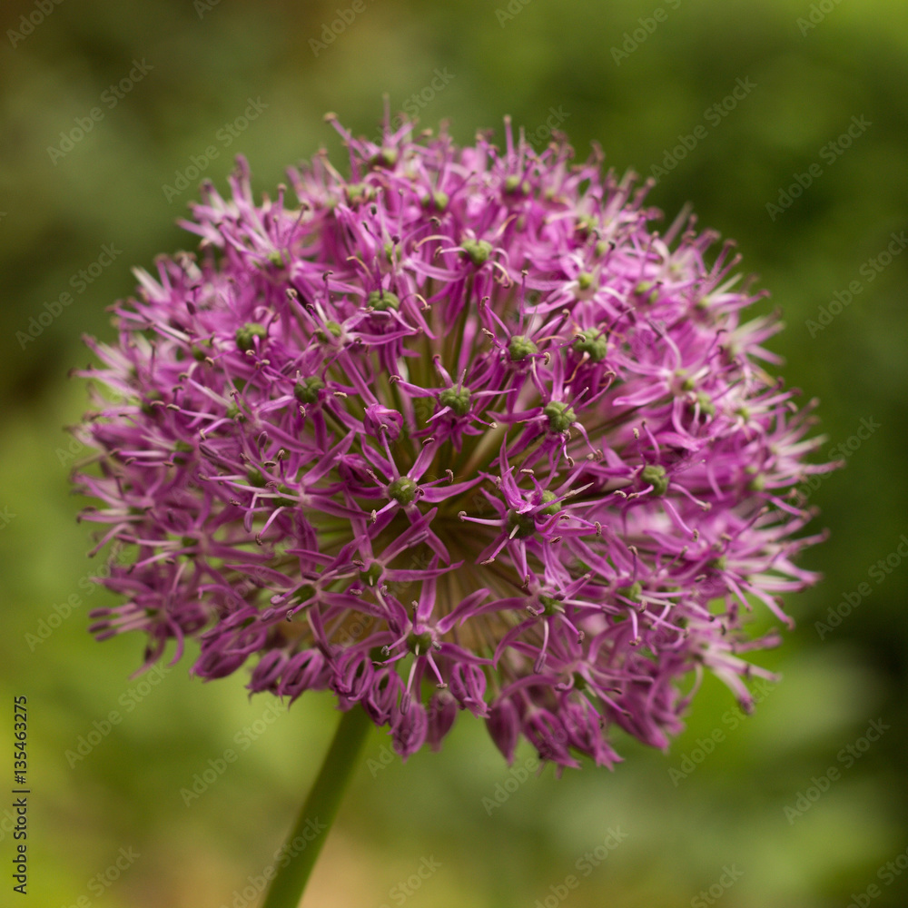 ornamental garlic blooming in the garden ornamental garlic blooming in the garden