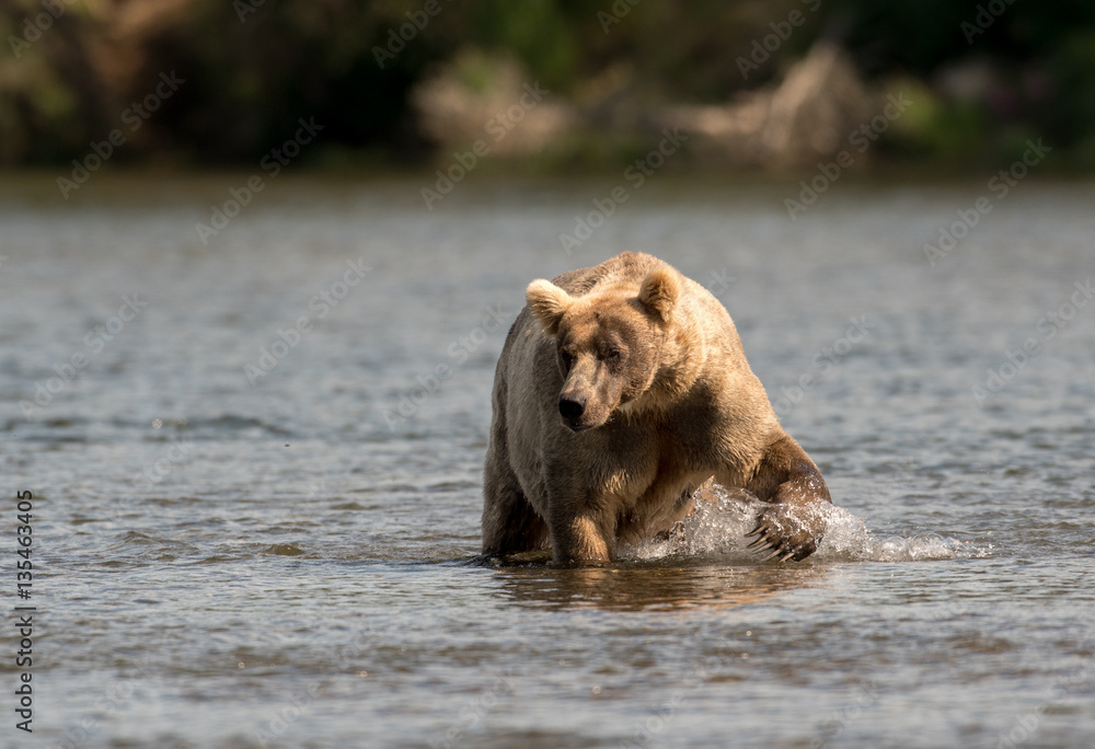 Fototapeta premium Large Alaskan brown bear wading through water