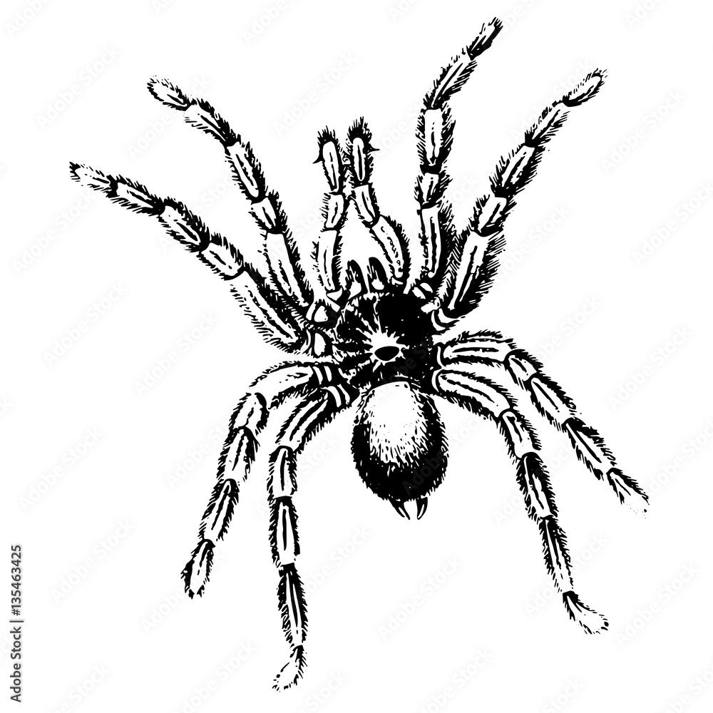 Realistic Spider Stock Illustrations – 4,307 Realistic Spider Stock  Illustrations, Vectors & Clipart - Dreamstime
