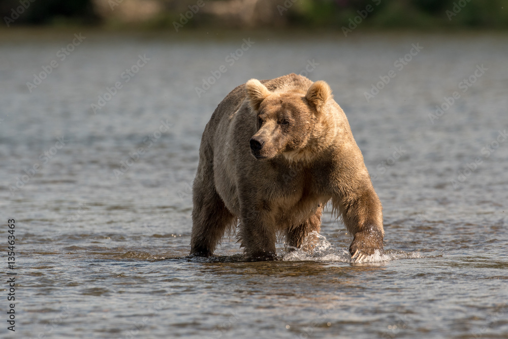 Large Alaskan brown bear wading through water Large Alaskan brown bear wading through water