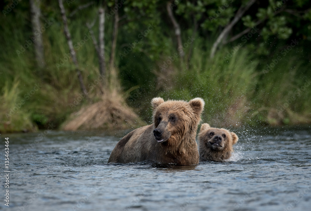 Alaskan brown bear sow and cub Alaskan brown bear sow and cub