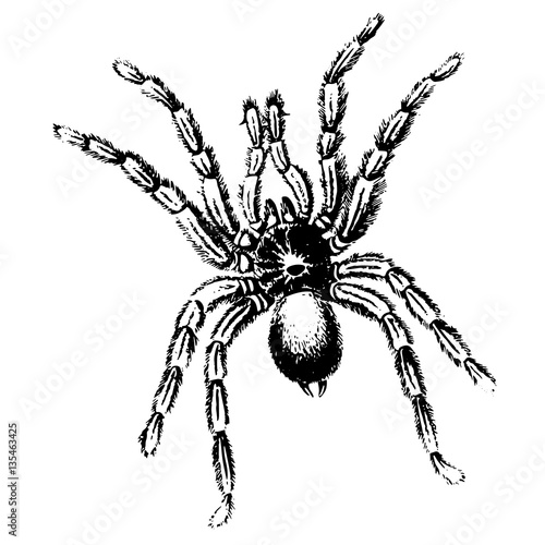 sketch realistic spider