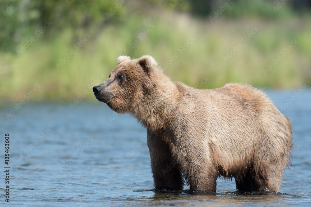 Fototapeta premium Alaskan brown bear in Brooks River