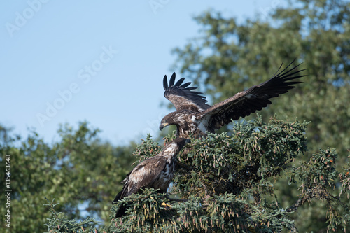 two immature bald eagles in a tree
