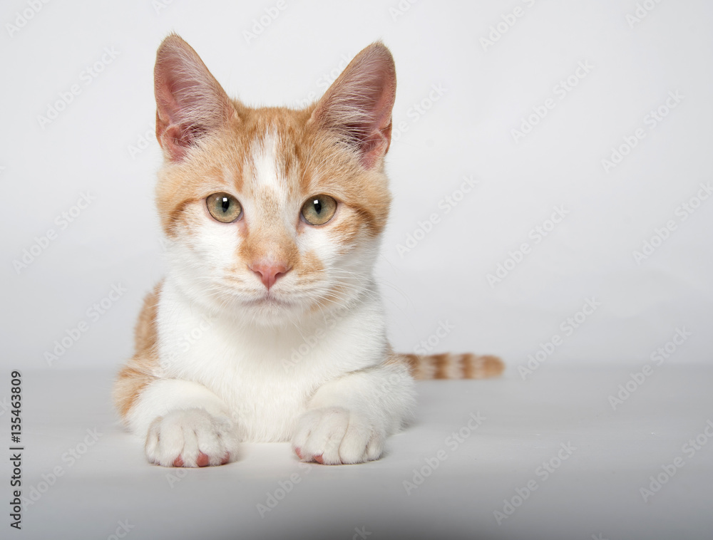 Cute yellow tabby cat on white Cute yellow tabby cat on white
