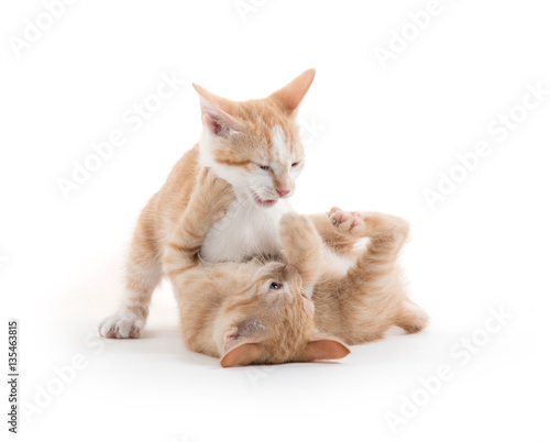 Two cute kittens playing