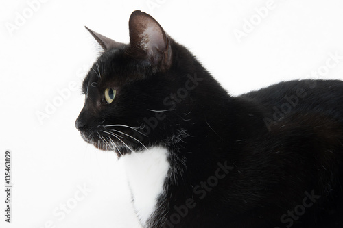 Fototapeta Naklejka Na Ścianę i Meble -  Cute tuxedo cat on white