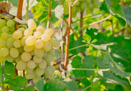 Спелый сочный мускатный виноград