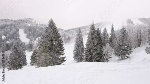 Winter landscape with trees © EDolzan photography