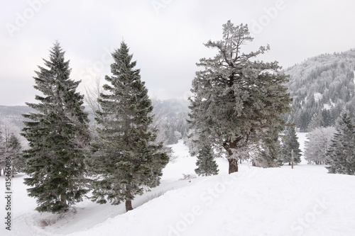 Winter landscape with trees © EDolzan photography