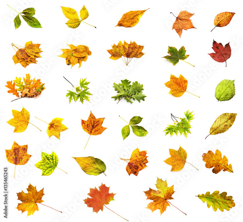 Isolated leaf collection