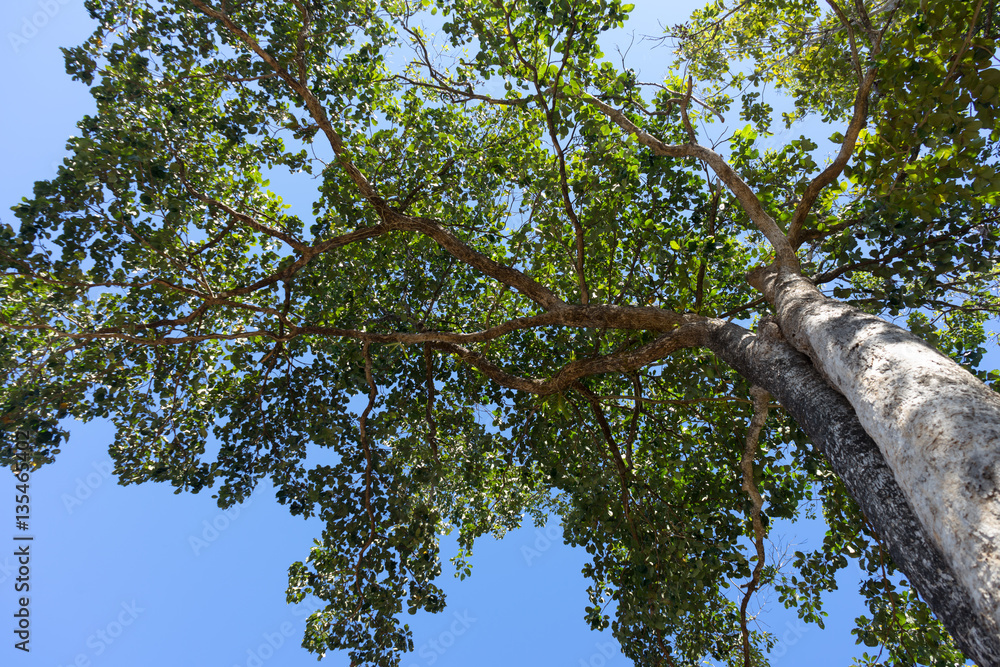 Fototapeta premium Green tree with branches