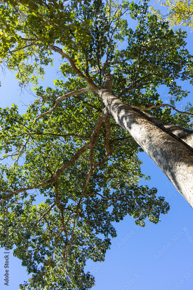 Fototapeta premium Green tree with branches