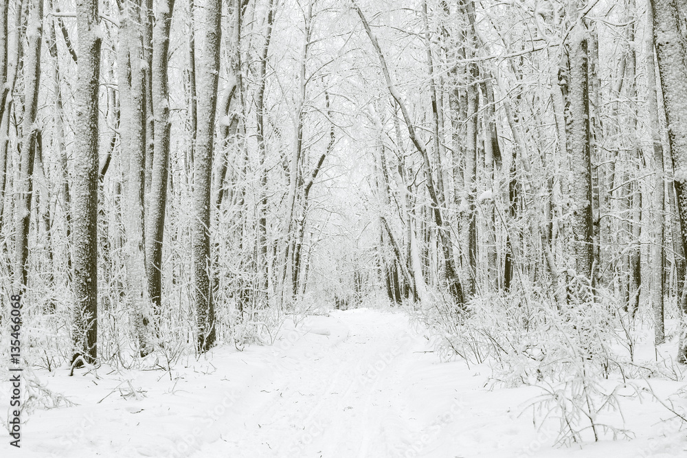 Magical winter forest during a snowfall. Camping. Picturesque nature. Magical winter forest during a snowfall. Camping. Picturesque nature.