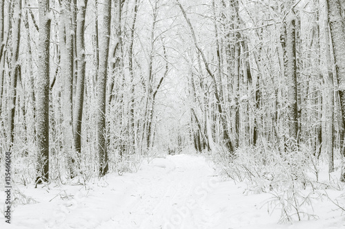 Magical winter forest during a snowfall. Camping. Picturesque nature.