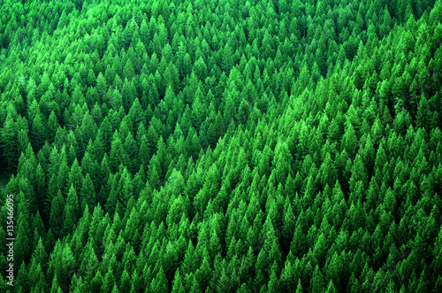 Forest of Pine Trees in Wilderness Mountains