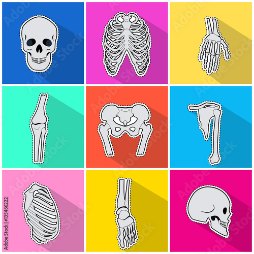 Skelet Icons. Types of Bones on Bright Background