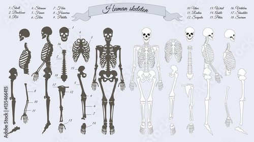 Human Skeleton. White and Black. Names of Bones