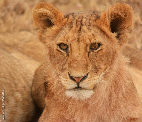 Fototapeta Naklejka Na Ścianę i Meble -  Lion cub portrait