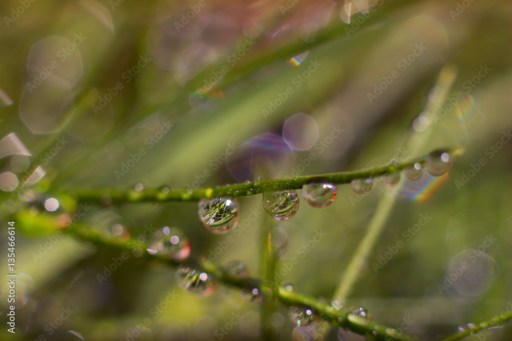 Morning dew on the grass Morning dew on the grass
