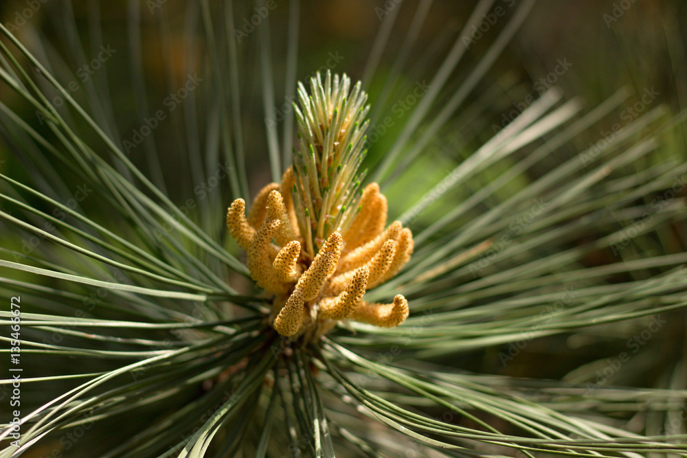 Fototapeta premium Young pine in the woods