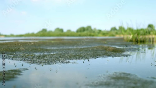 Swarm of mosquitoes fly over swamp polluted water, buzzing pests flies insects, close up. Infection risks control prevention. Health hazard danger disease mosquito bites. Zika virus fever transmission