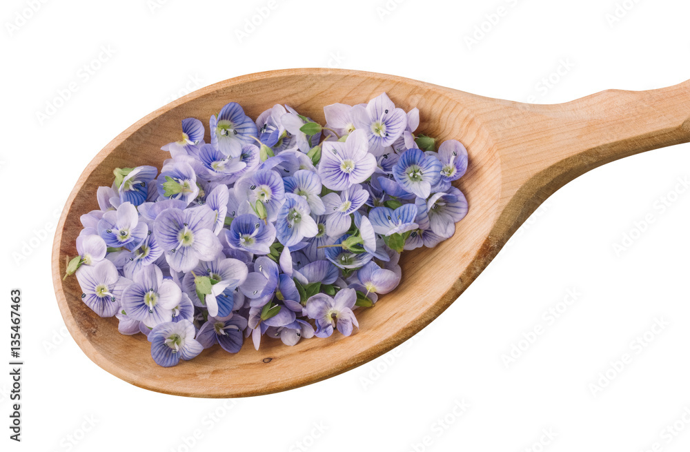 delicate blue flower petals in a wooden spoon close-up view from above isolated on white background delicate blue flower petals in a wooden spoon close-up view from above isolated on white background