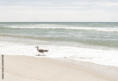 Gull on Nantucket Seaside